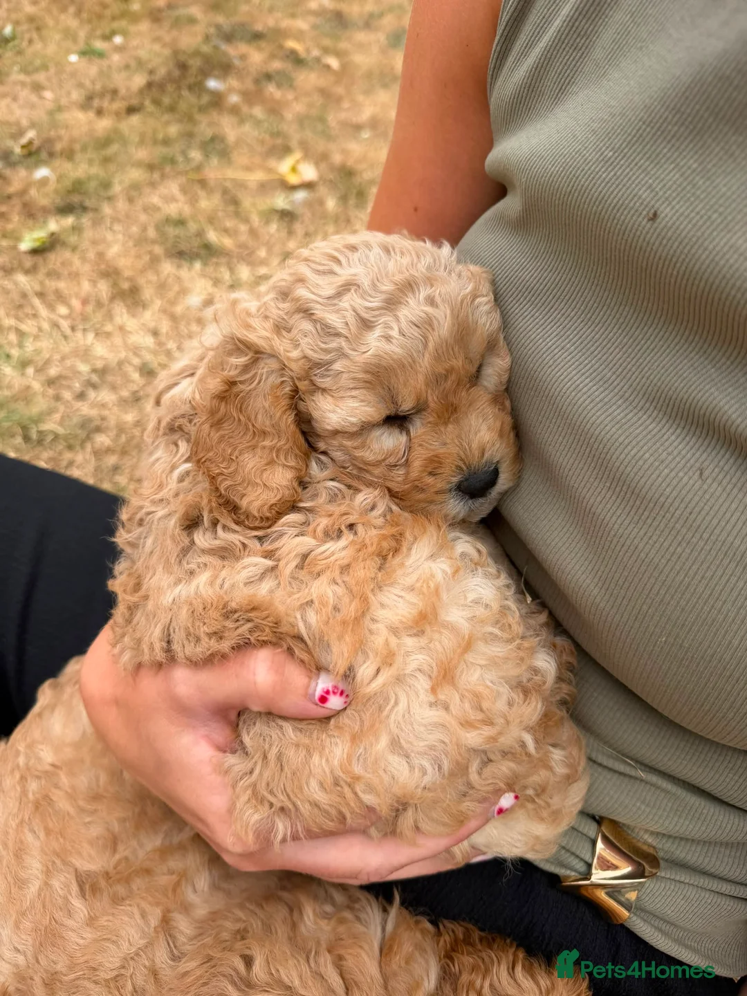 Cavapoo dogs for sale: Beautiful Cavapoo puppies  - Advert 2