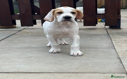 Pointer dogs for sale: Top Quality well bred pointer puppies - Image 2