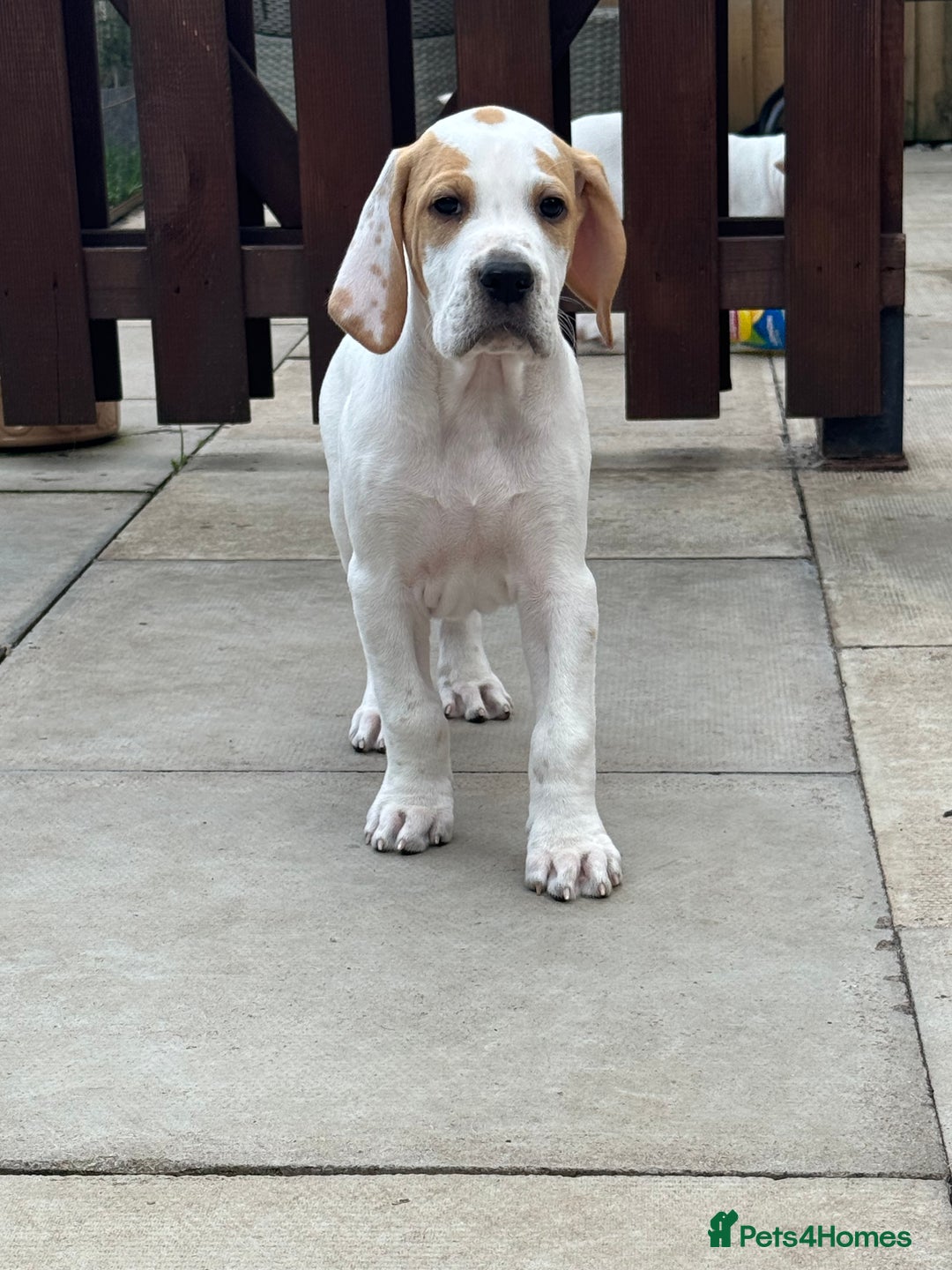 Pointer dogs for sale: Top Quality well bred pointer puppies - Image 2