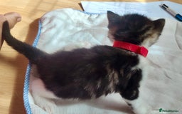 Mixed Breed cats for sale: Ragdoll mixed kittens - Image 9