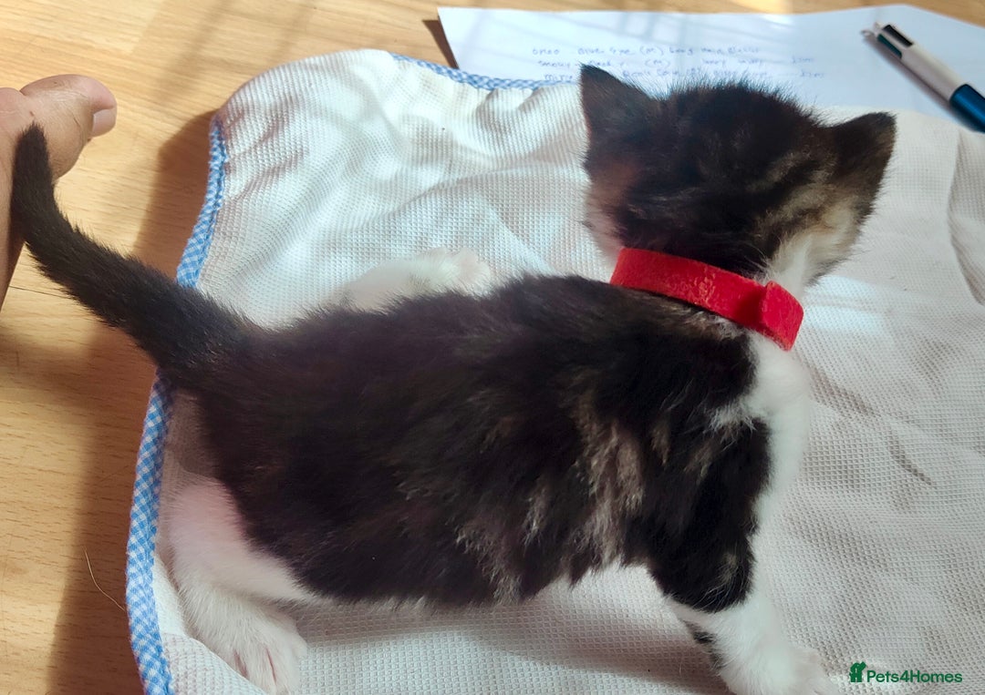 Mixed Breed cats for sale: Ragdoll mixed kittens - Image 9