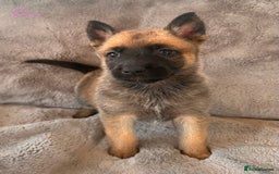 Belgian Shepherd Dog dogs for sale: Dutch Herder Puppies  - Image 4
