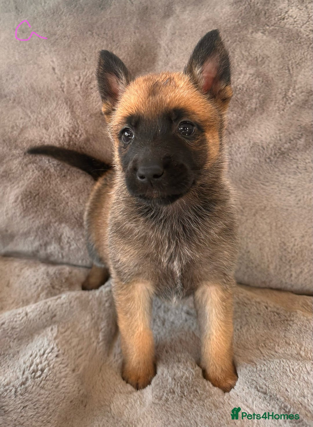Belgian Shepherd Dog dogs for sale: Dutch Herder Puppies  - Image 4