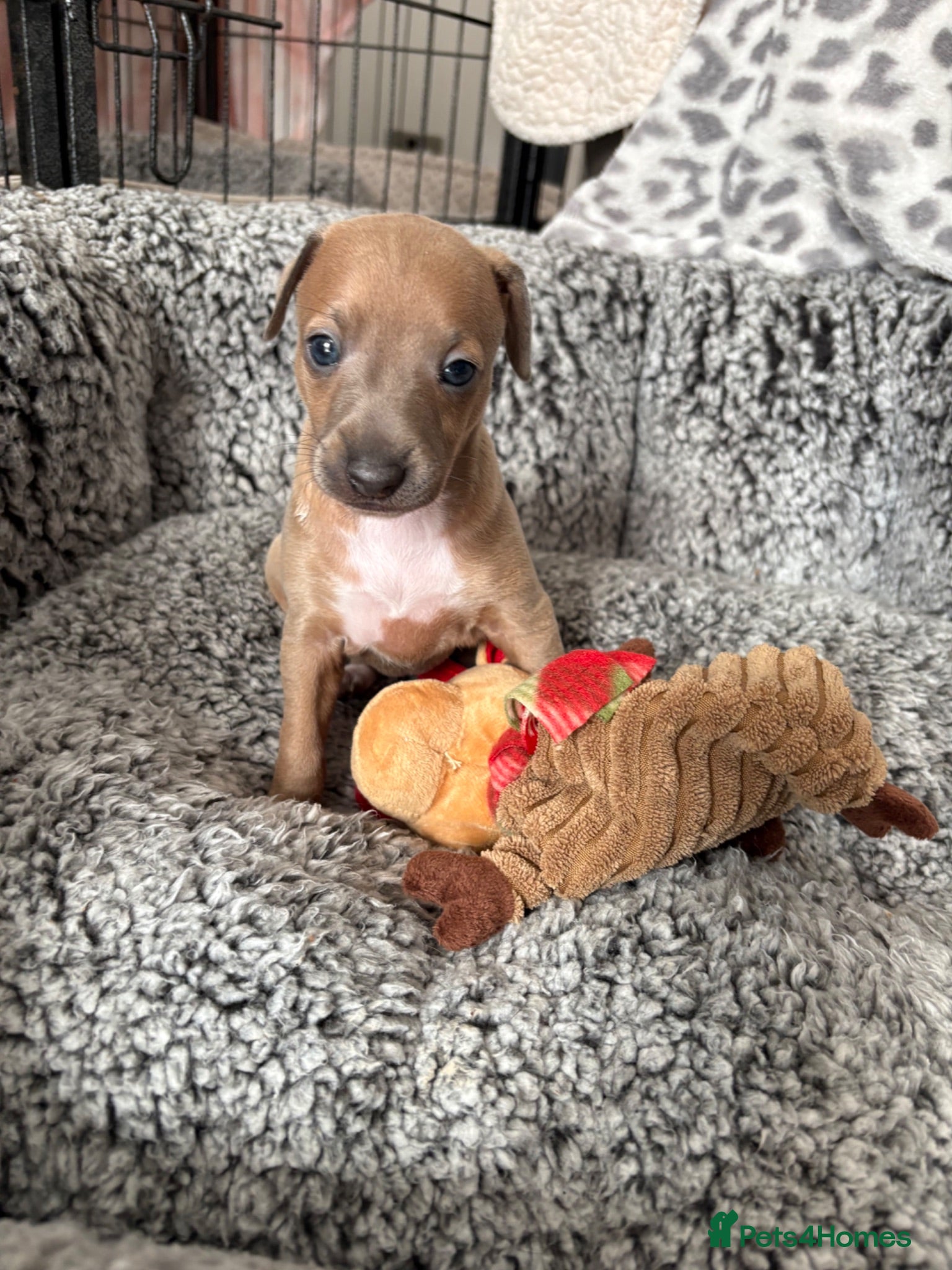 Italian Greyhound dogs for sale: Stunning Fawn Girl - Advert 1