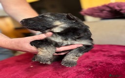 German Shepherd dogs for sale: Stunning long  German Shepherd puppies gsd pups  - Image 10