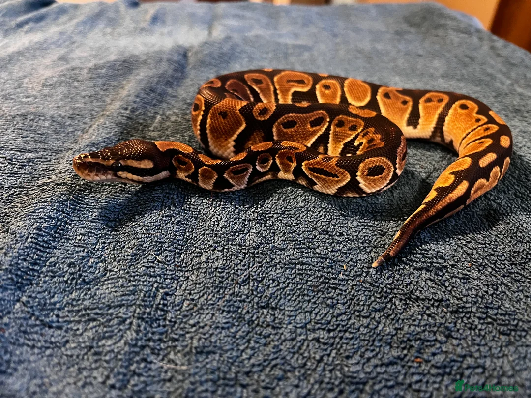 Python Snake reptiles for sale: 3 Male Royal Pythons for Sale - Advert 3