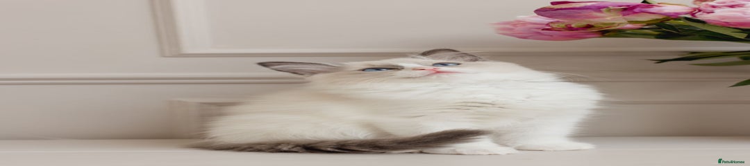 Ragdoll Kitten 6