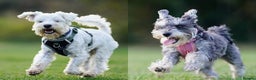 Miniature Schnauzer dogs for stud: White Miniature Schnauzer for stud - Advert 3