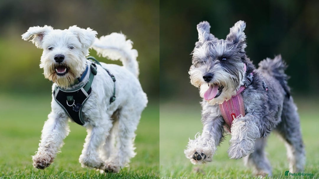 Miniature Schnauzer dogs for stud: White Miniature Schnauzer for stud - Advert 3