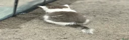 Mixed Breed cats for sale: Playful Litter of 4 *READY TO LEAVE NEXT WEEK* - Advert 14
