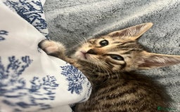 Mixed Breed cats for sale: Pixie bob mixed kittens - Image 4