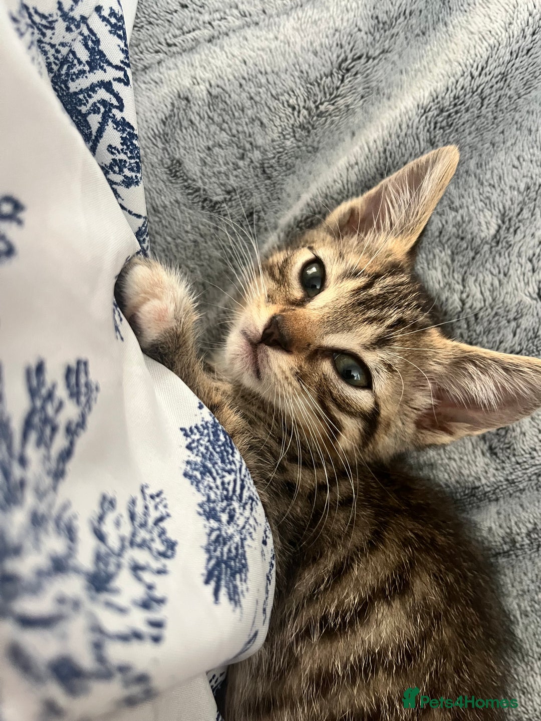 Mixed Breed cats for sale: Pixie bob mixed kittens - Image 4