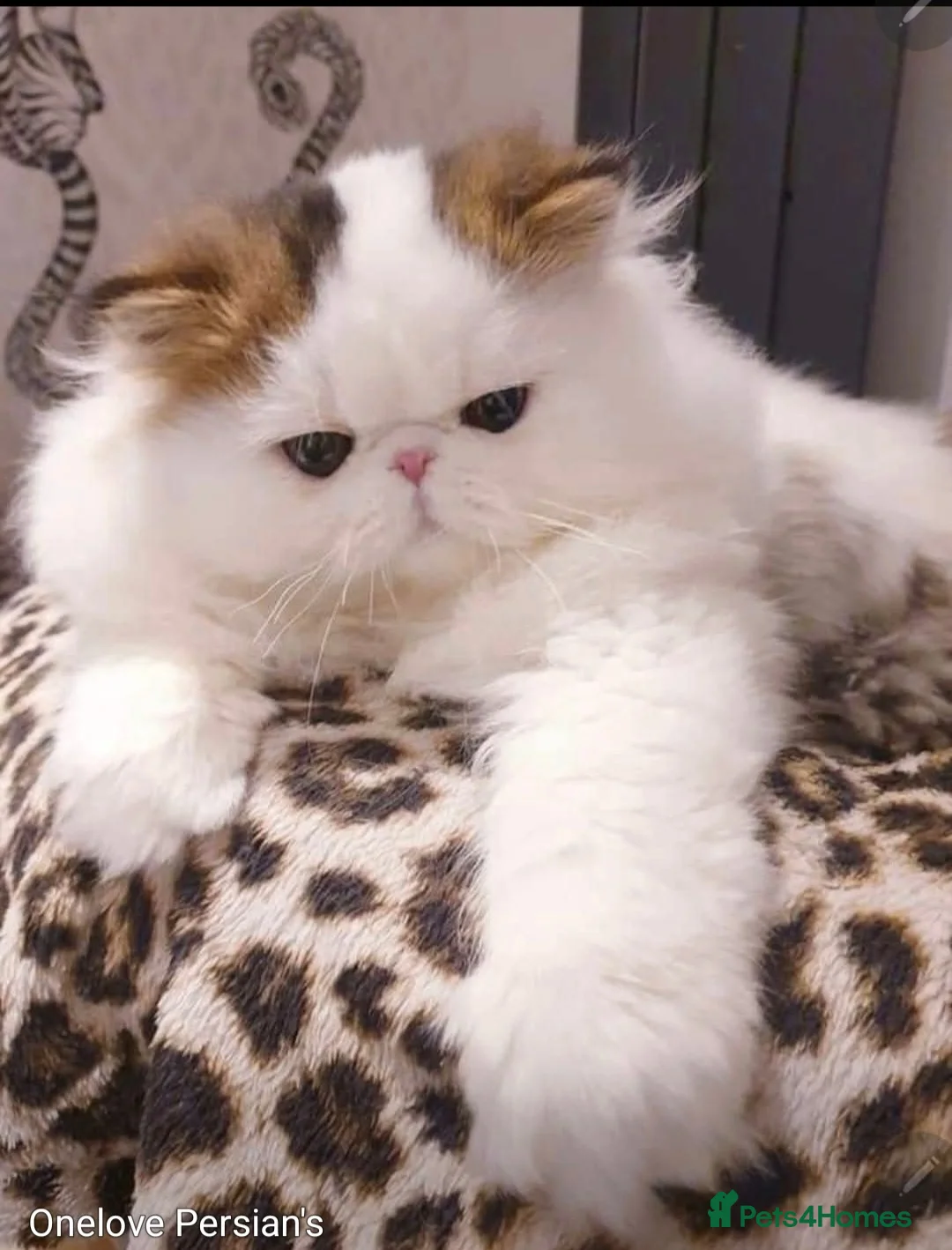 Persian cats for sale: Drop dead Gorgeous GCCF registered Boy  - Advert 5