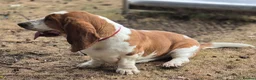 Basset Hound dogs for stud: Basset Hound Proven Stud - Advert 9