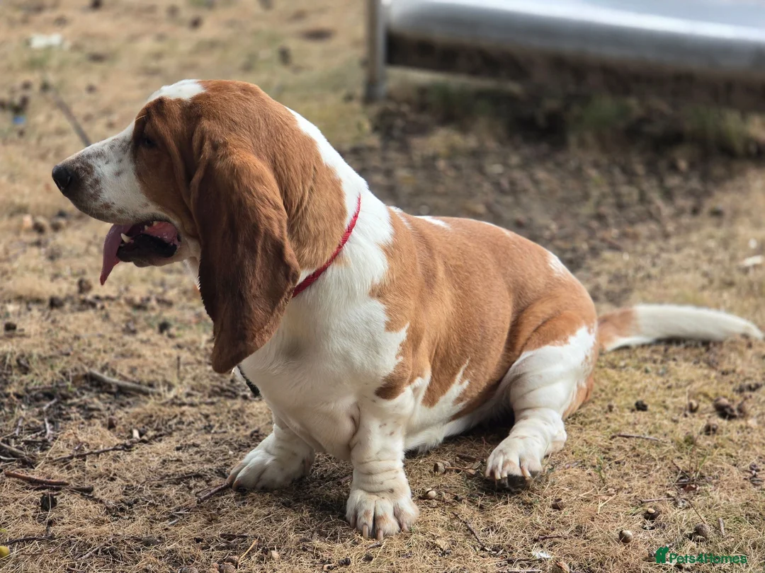 Basset Hound dogs for stud: Basset Hound Proven Stud - Advert 9
