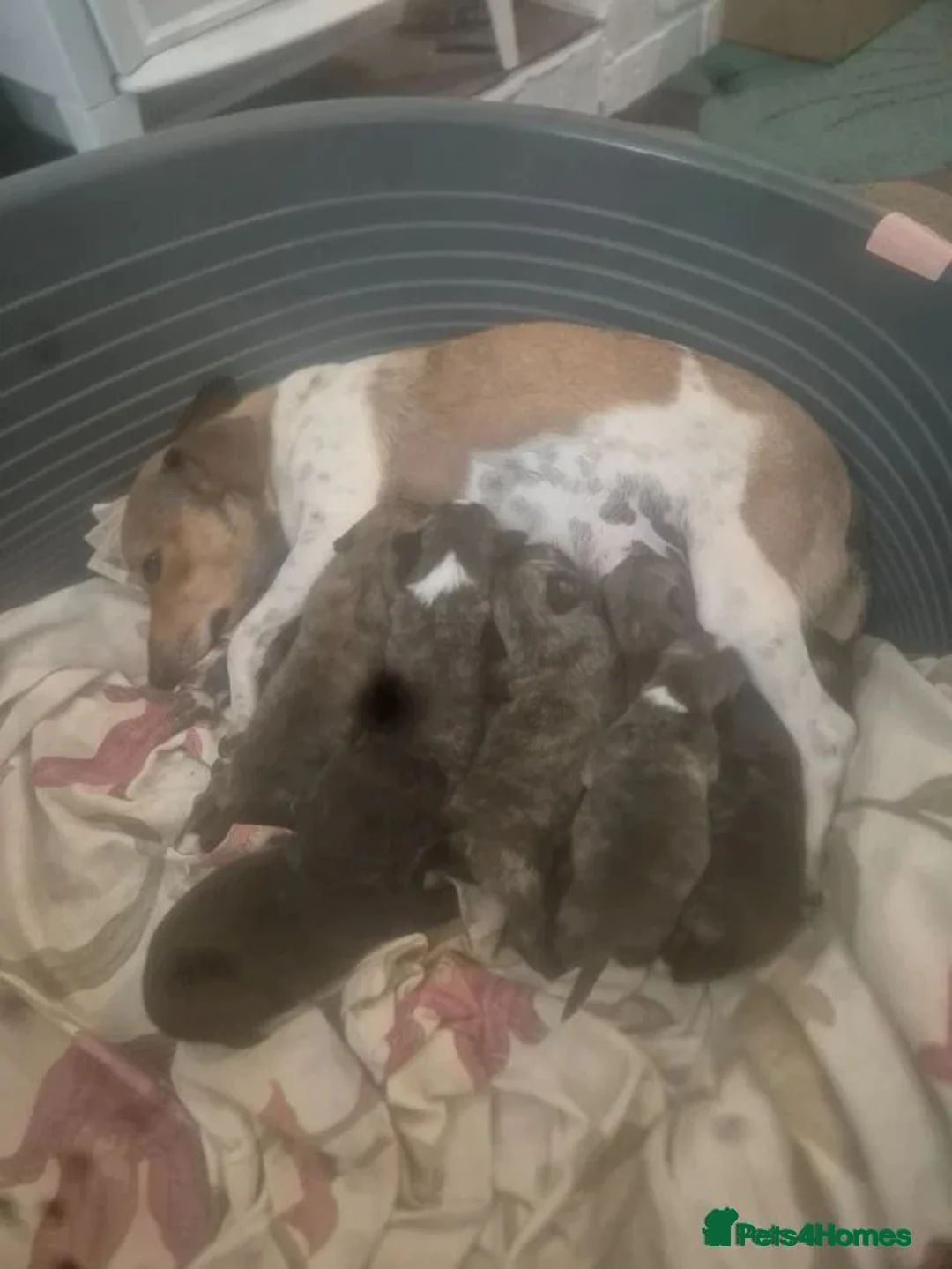 Mixed Breed dogs Stunning Westiejack Puppies (westie x Jack Russell - Advert 2