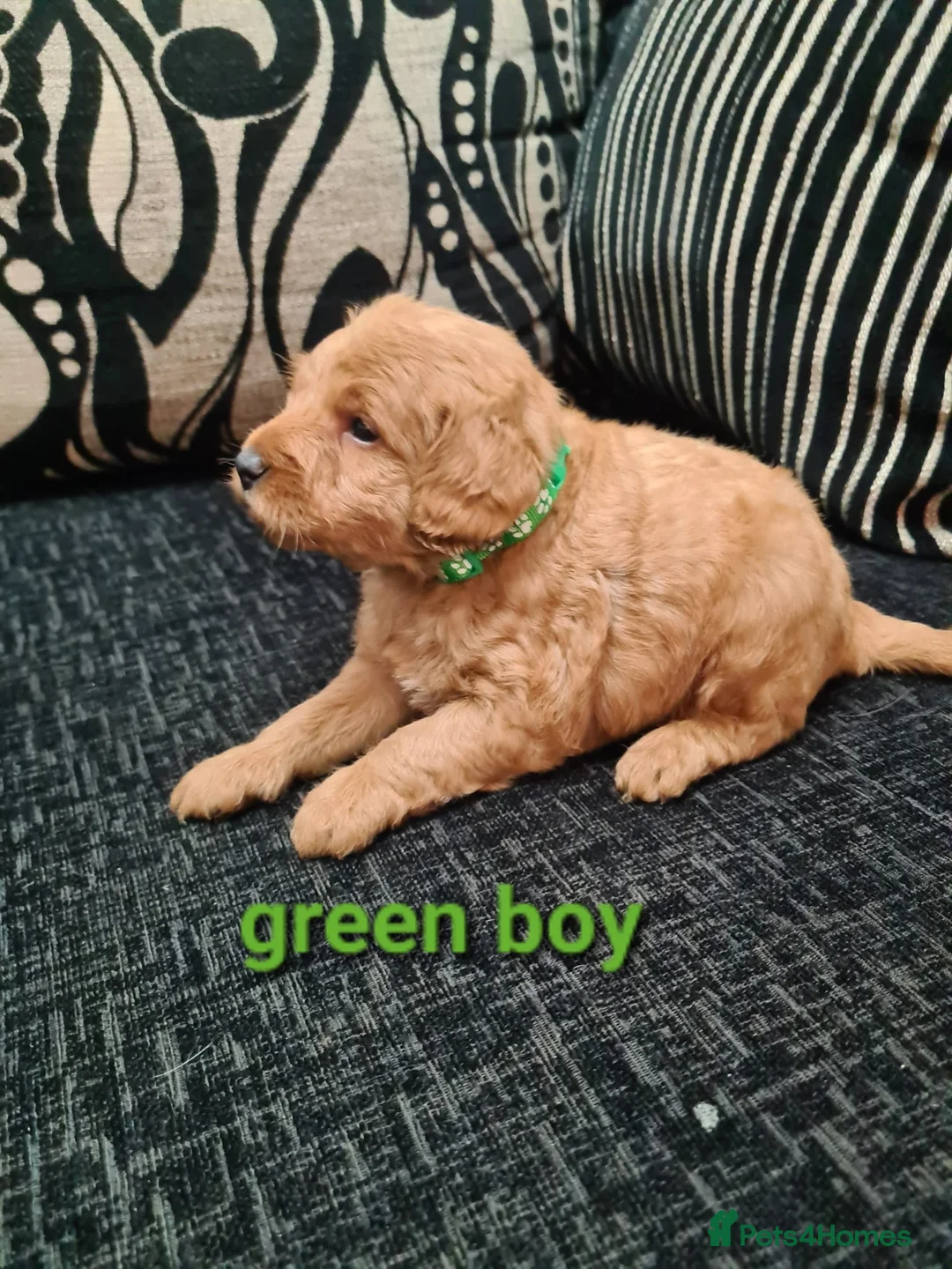 Labradoodle dogs for sale: F1 beautiful labradoodles  - Advert 6