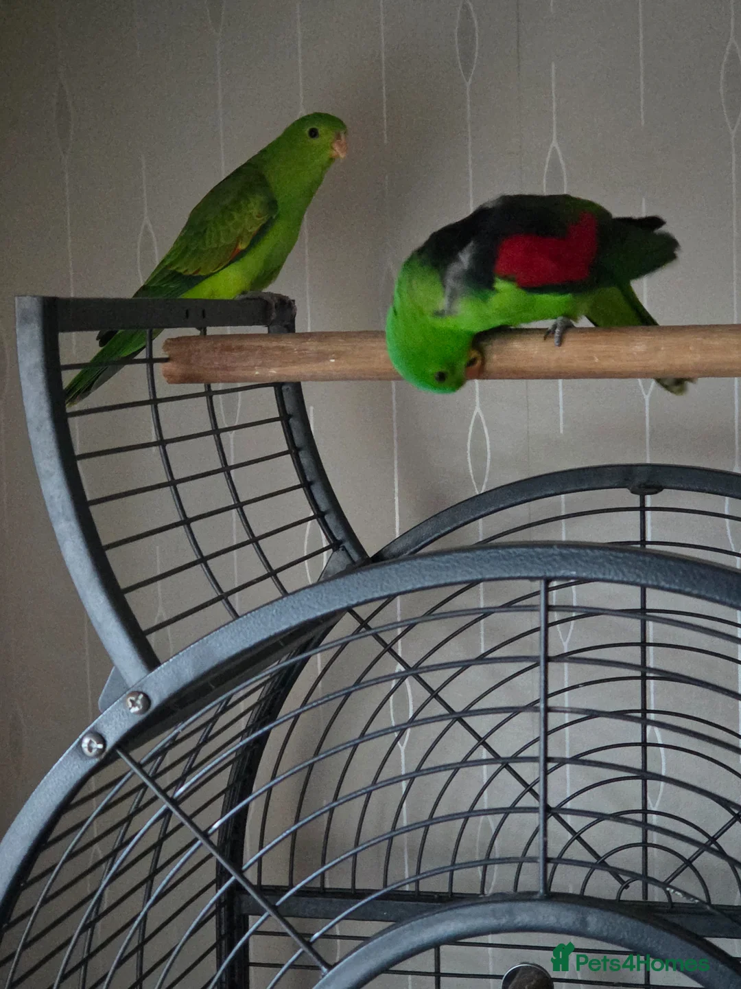 Parrots birds for sale: Crimson winged parrots  in Blackburn - Advert 1