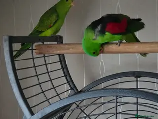 Parrots birds Crimson winged parrots - Advert 2