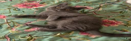 British Shorthair cats for sale: British shorthair kittens from 2 litter - Advert 8