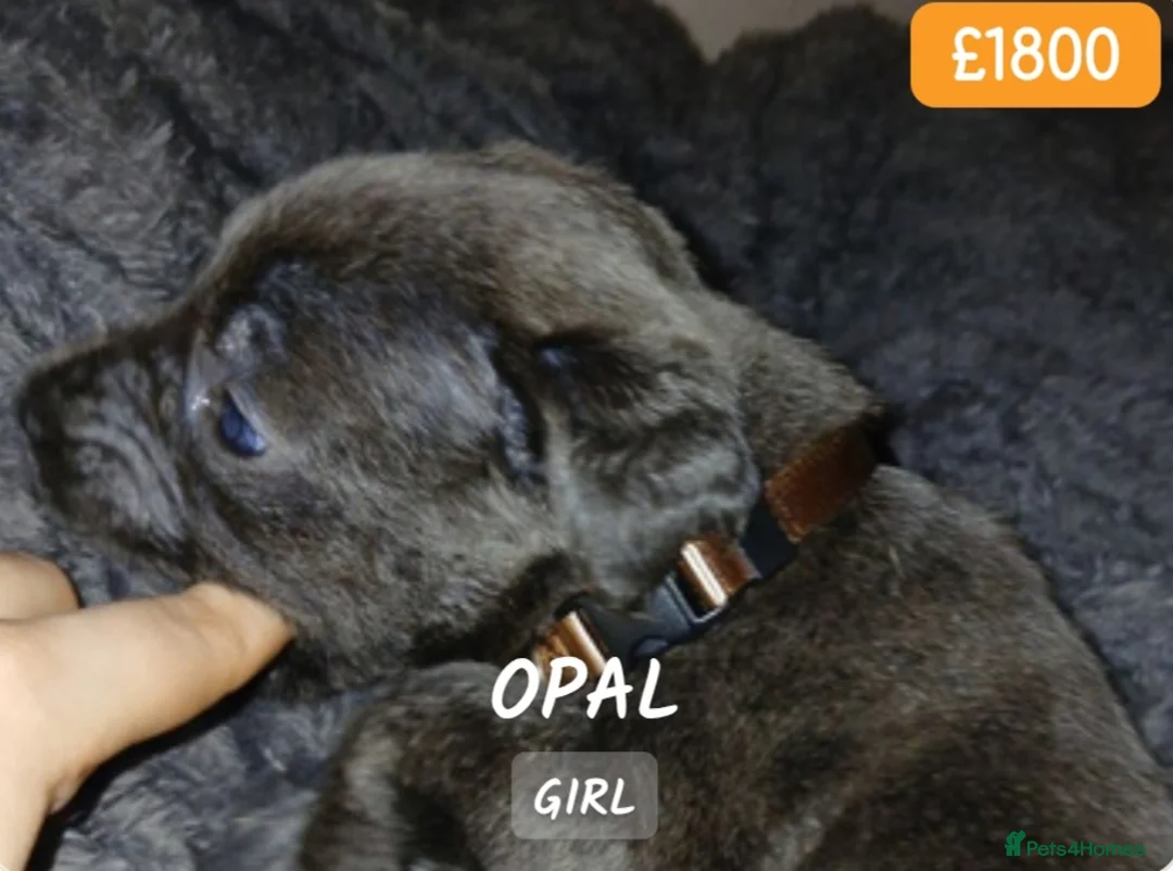 Cane Corso dogs for sale: Pure bred blue cane corso puppies for sale  - Advert 29