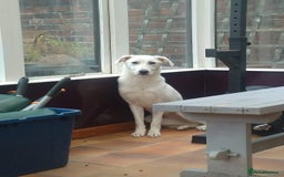 Mixed Breed dogs for sale: Young female Labrador cross for adoption  - Image 16