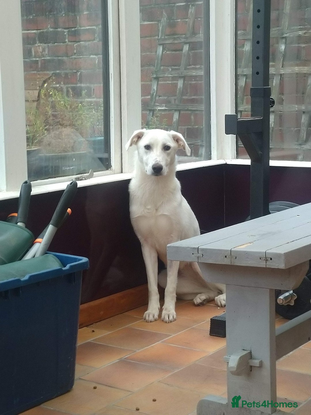 Mixed Breed dogs for sale: Young female Labrador cross for adoption  - Image 16