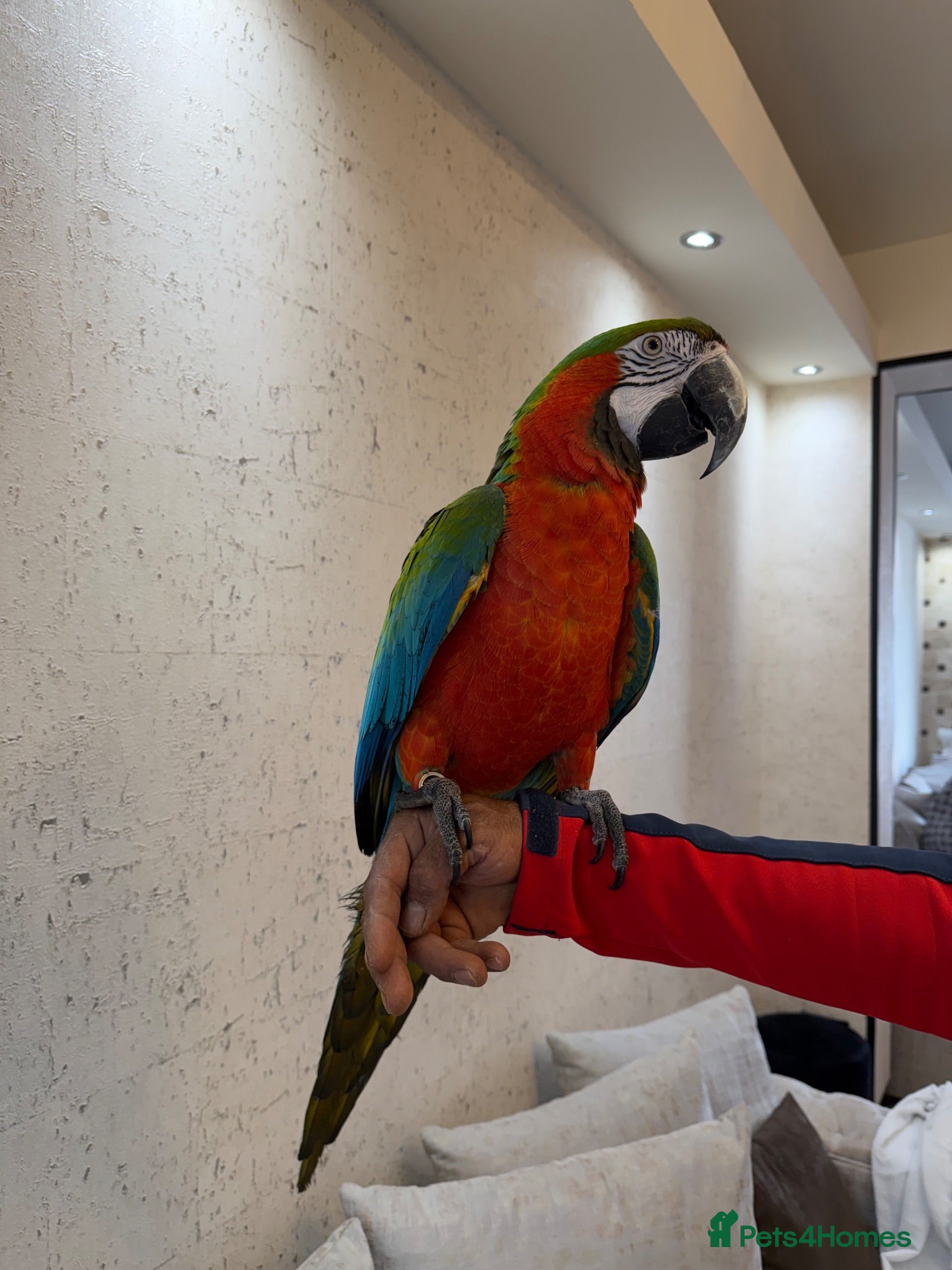 Macaws birds 5 year old tame harlequin macaw  - Advert 6