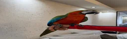Macaws birds for sale: 5 year old tame harlequin macaw  in Blackburn - Advert 1