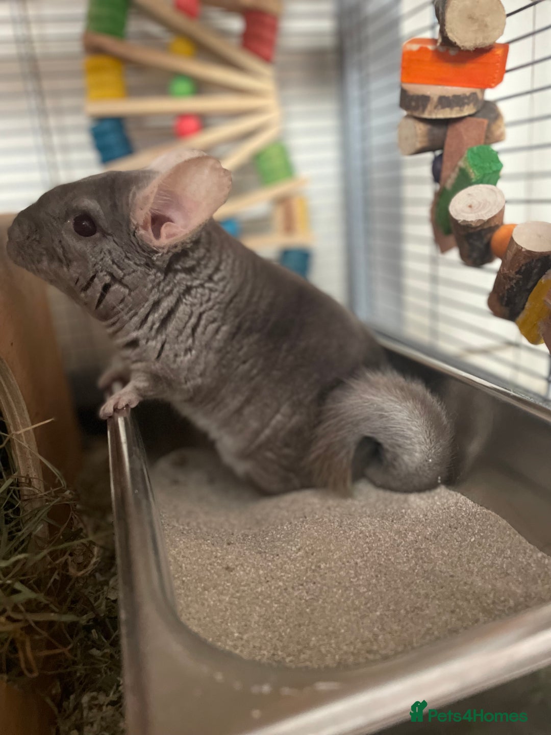 Chinchilla rodents for sale: Lovely male chinchilla for sale  - Image 5