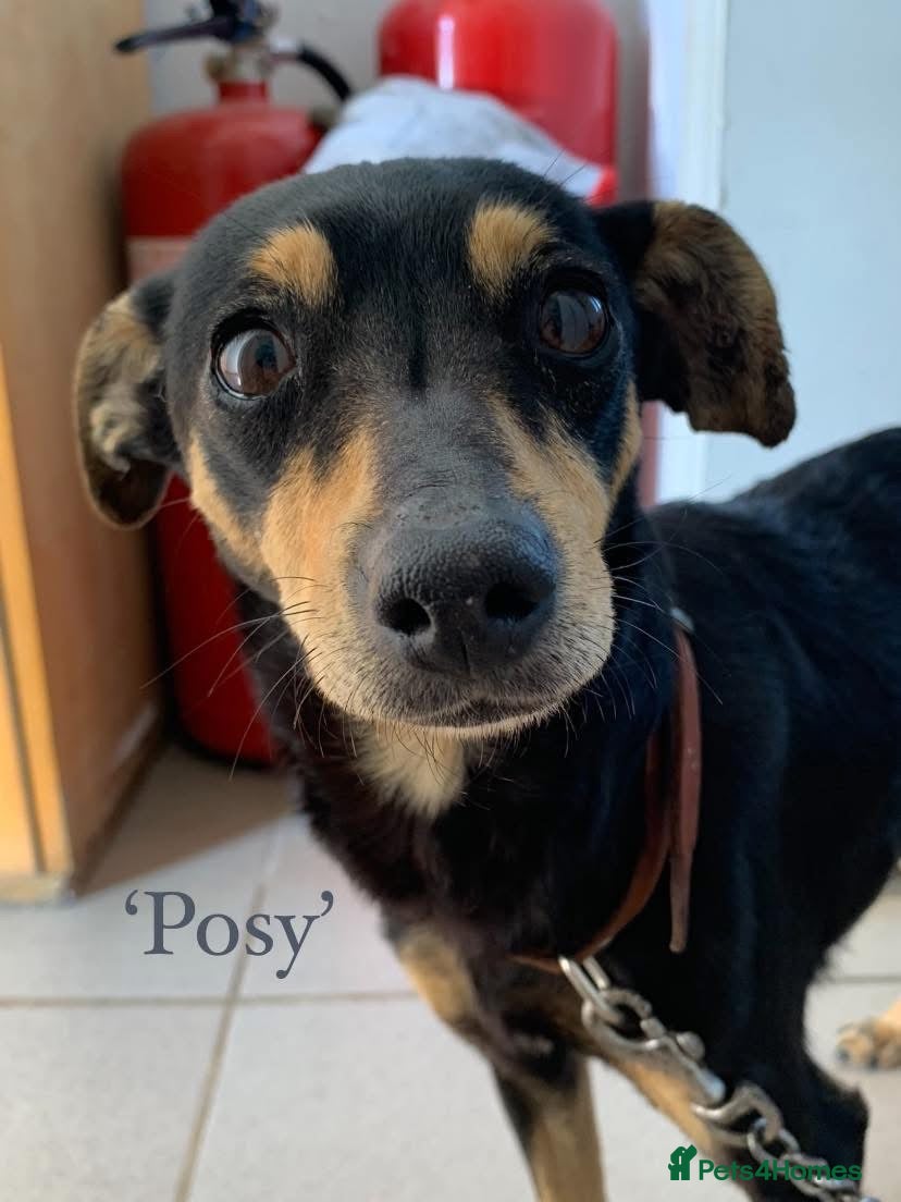 Mixed Breed dogs Posy. 2-3 yrs approx. Available for adoption. - Advert 2