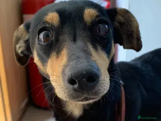 Mixed Breed dogs Posy. 2-3 yrs approx. Available for adoption. - Advert 2