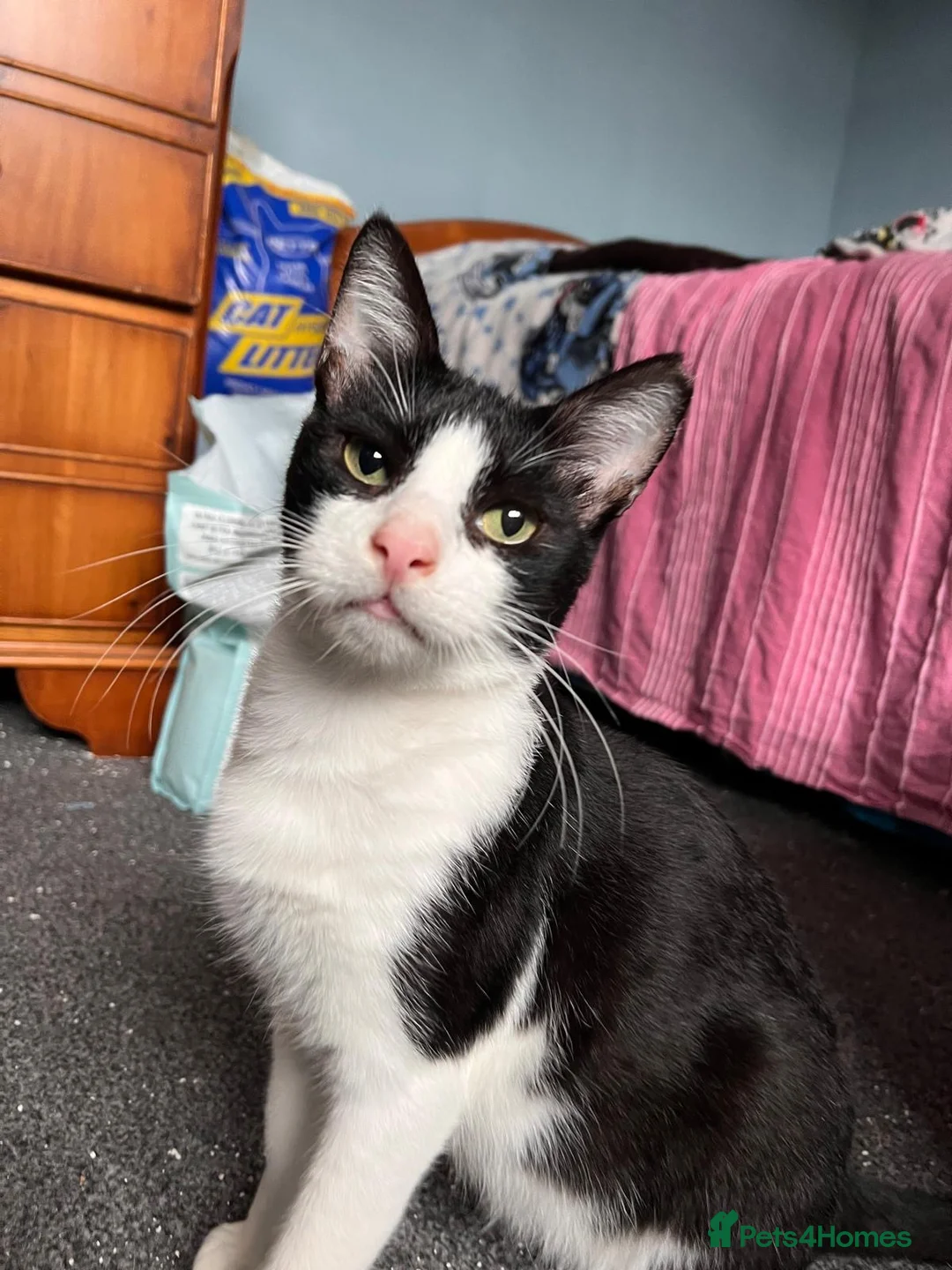 Mixed Breed cats for adoption: Indoor Rescue Mickey Mouse 🖤 in Norwich - Advert 1