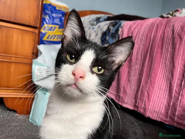 Mixed Breed cats Indoor Rescue Mickey Mouse 🖤 - Advert 1