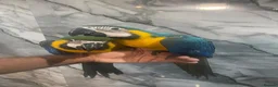 Macaws birds for sale: Baby HandReared Friendly Super Tame Cuddly Macaw in Nottingham - Advert 11
