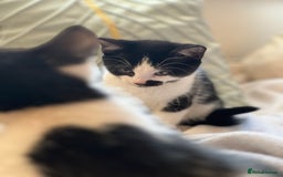 Domestic Shorthair cats for sale: 5 adorable mixed kittens, Russian Blue & Shorthair - Advert 21