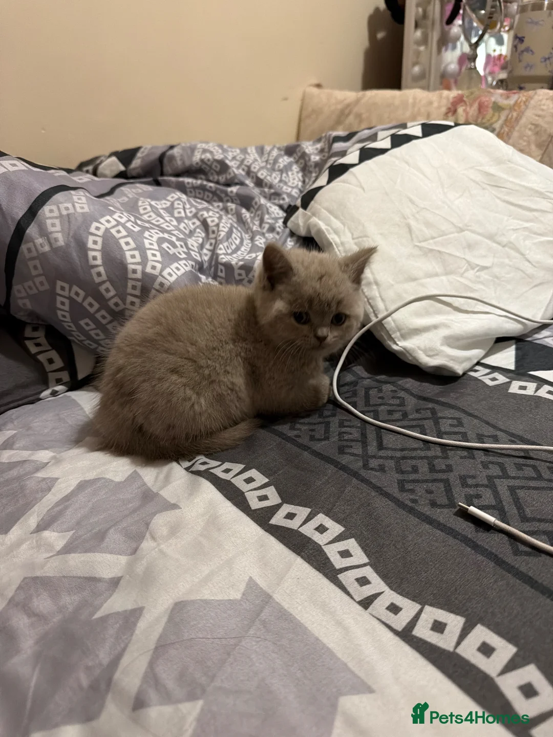 British Shorthair cats for sale: Lilac female British Shorthair  - Advert 1