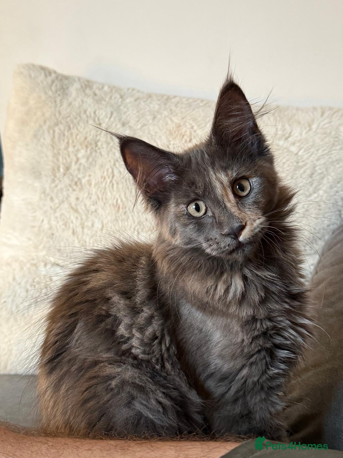 Maine Coon cats Last Beautiful Maine Coon Girl ready now - Advert 11