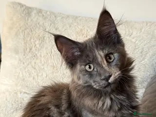 Maine Coon cats Last Beautiful Maine Coon Girl ready now - Advert 11