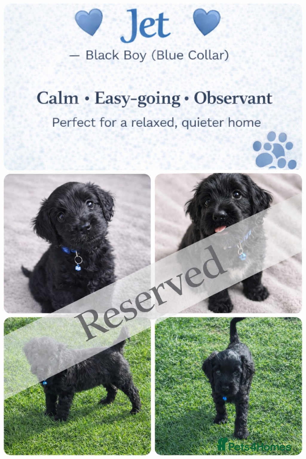 Mixed Breed dogs 🐾 Cocker Spaniel × Jack Russell Family Puppies - Advert 2