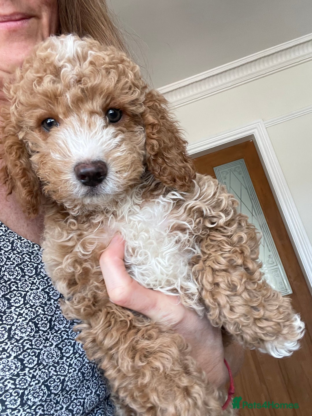 Toy Poodle dogs for stud: Stunning playful Parti Toy Poodle at Stud in Cannock - Image 15