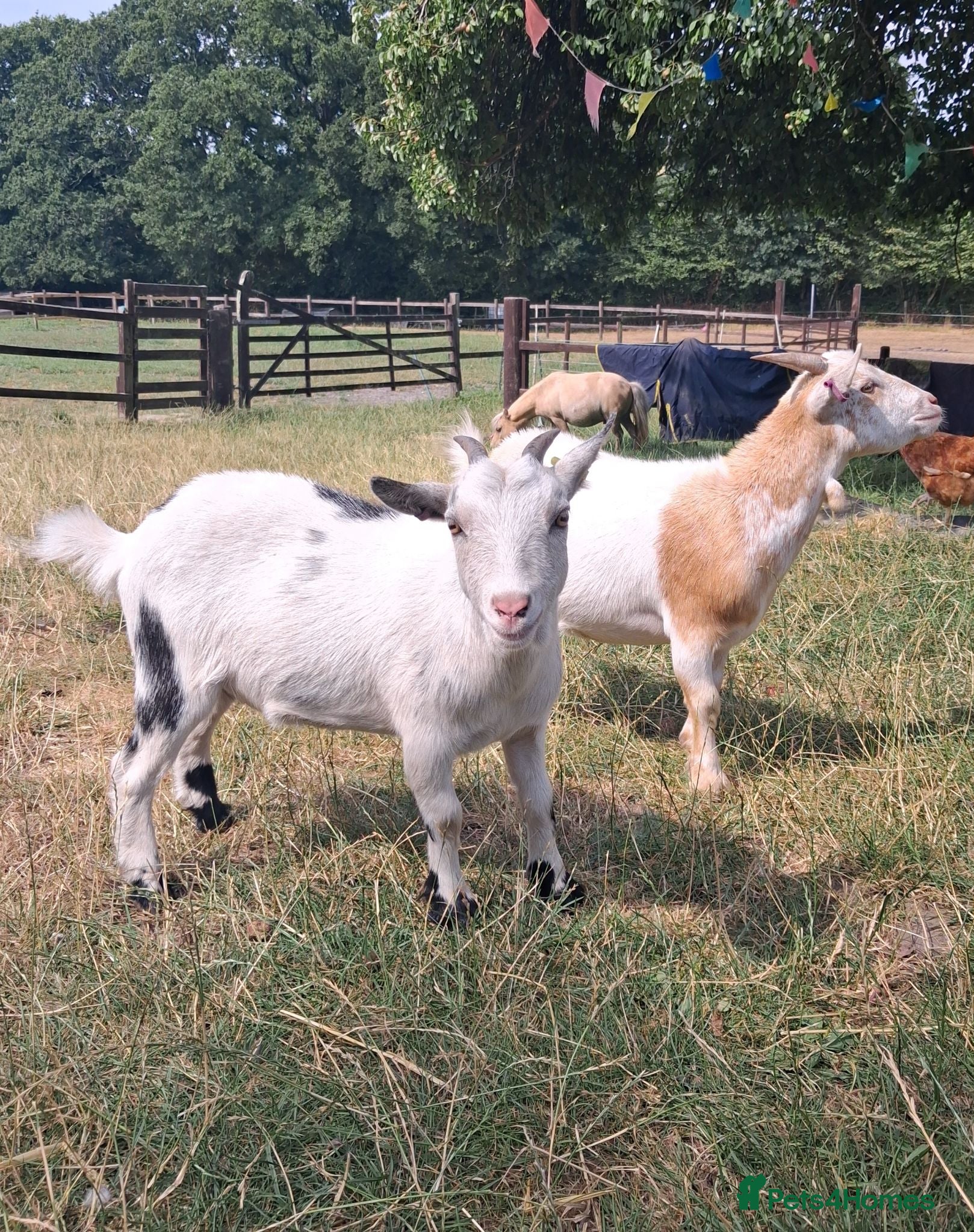 Goats livestock Two Friendly Female Pygmy Goats - Advert 3