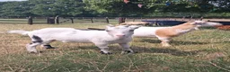 Goats livestock for sale: Two Friendly Female Pygmy Goats in Wimborne - Advert 3