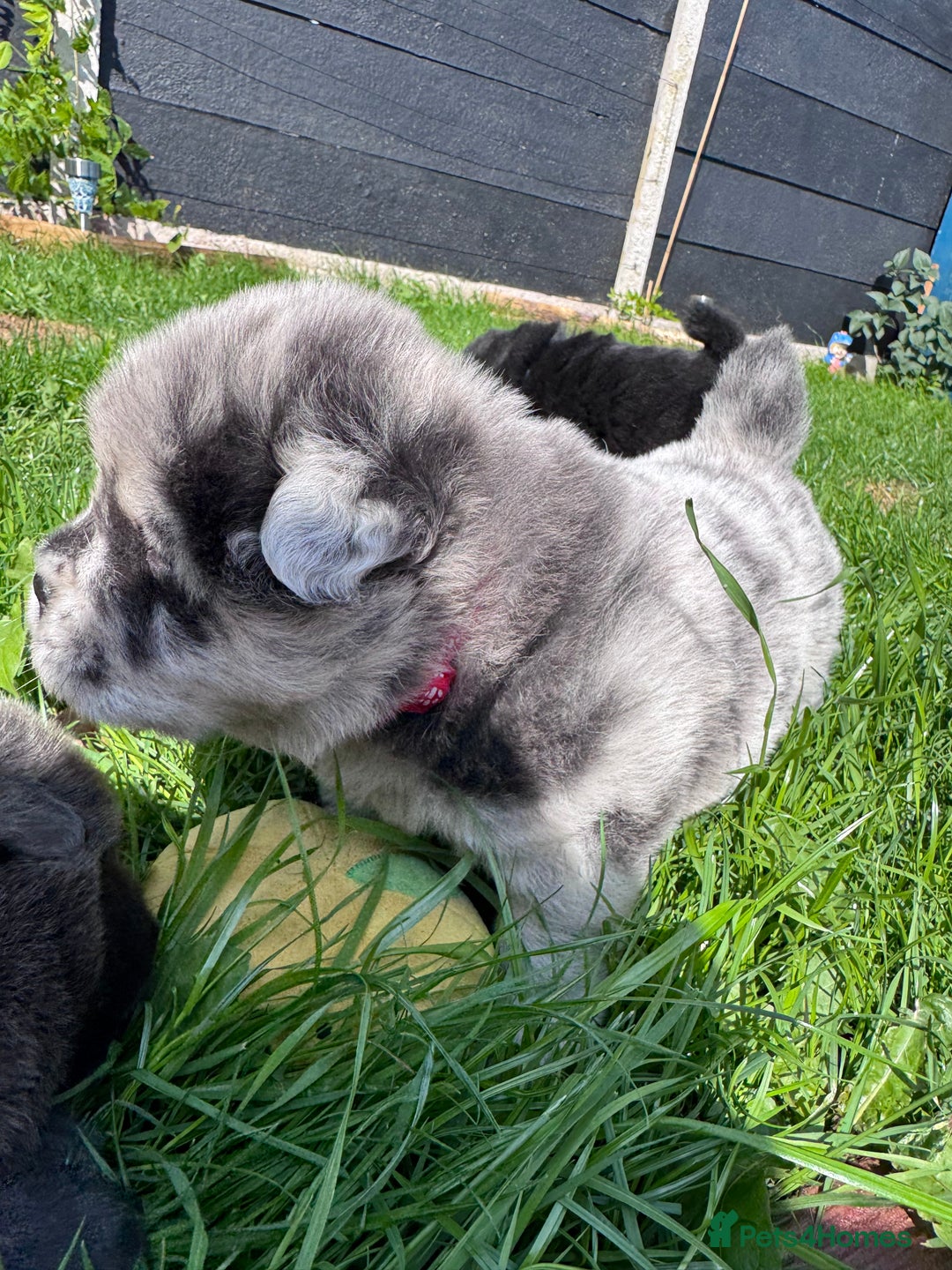 Chow Chow dogs for sale: Last 2 Beautiful chow chow puppies - Image 23