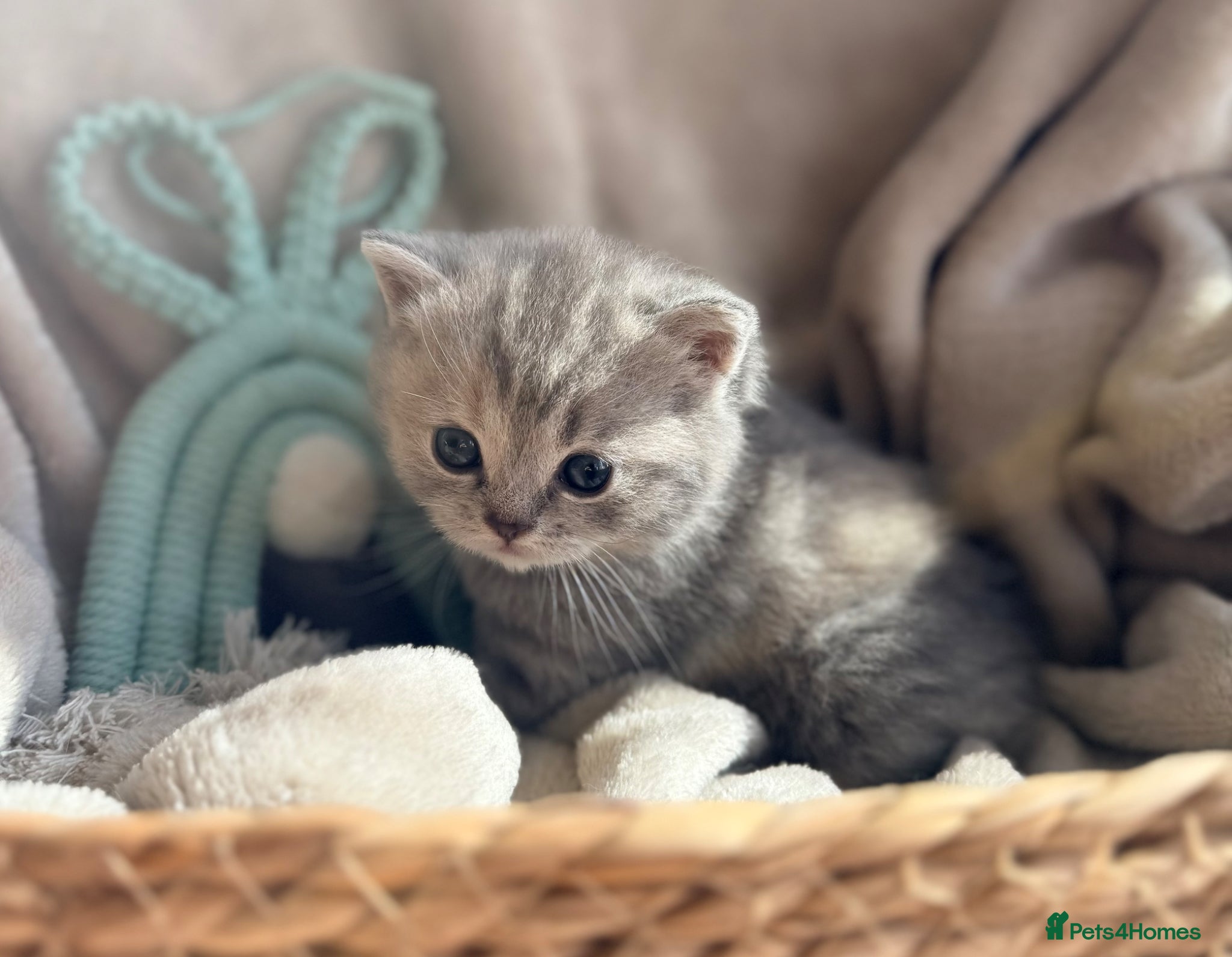 British Shorthair cats 5* TICA reg kittens health tested parents  - Advert 5