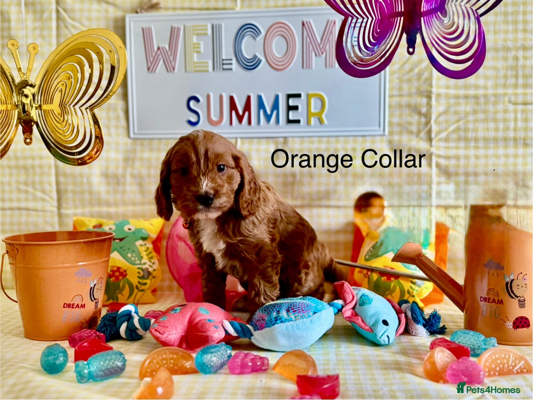 Cockapoo dogs for sale: F1 Toy Cockapoo’s in richest red ❤️ - Image 8