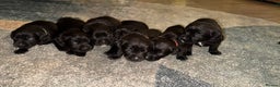 Labrador Retriever dogs for sale: Labrador X Boxerdore puppies  - Advert 12