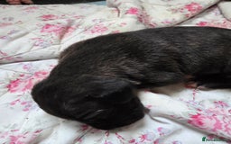 Mixed Breed dogs for sale: Corso x puppies  - Image 3