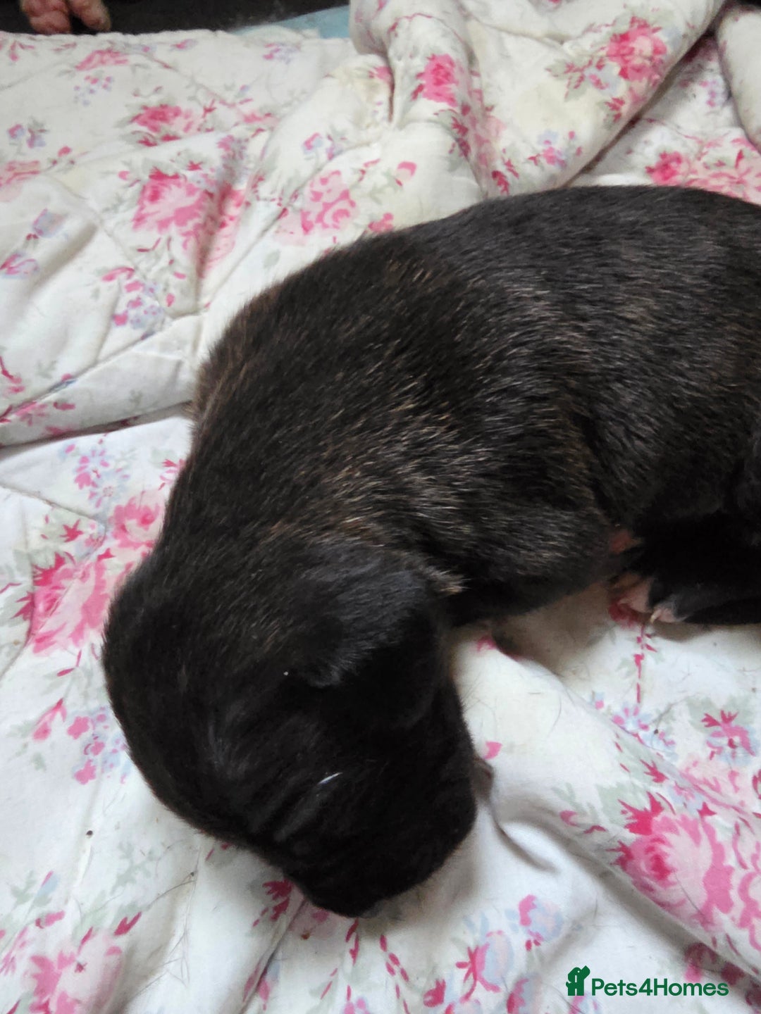 Mixed Breed dogs for sale: Corso x puppies  - Image 3