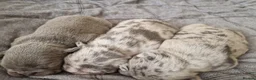 French Bulldog dogs for stud: LILAC MERLE STUD - Advert 16